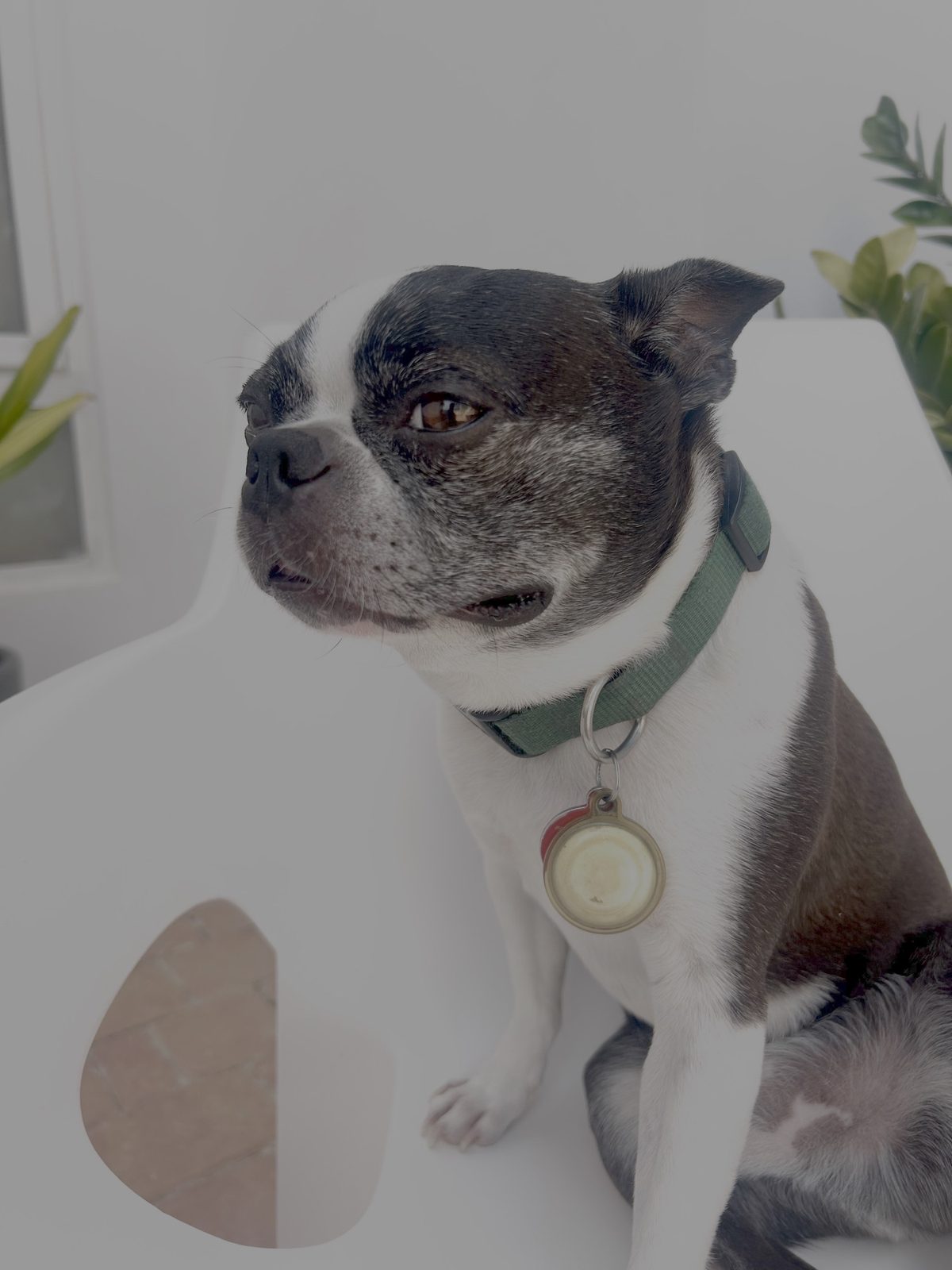 Boston terrier in a green collar sitting on a white chair, head turned aside