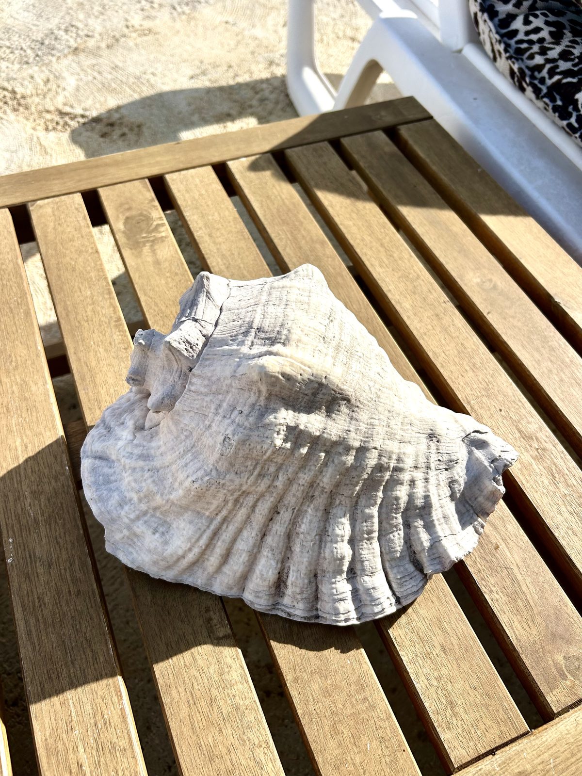 Large weathered conch shell resting on a slatted wooden table