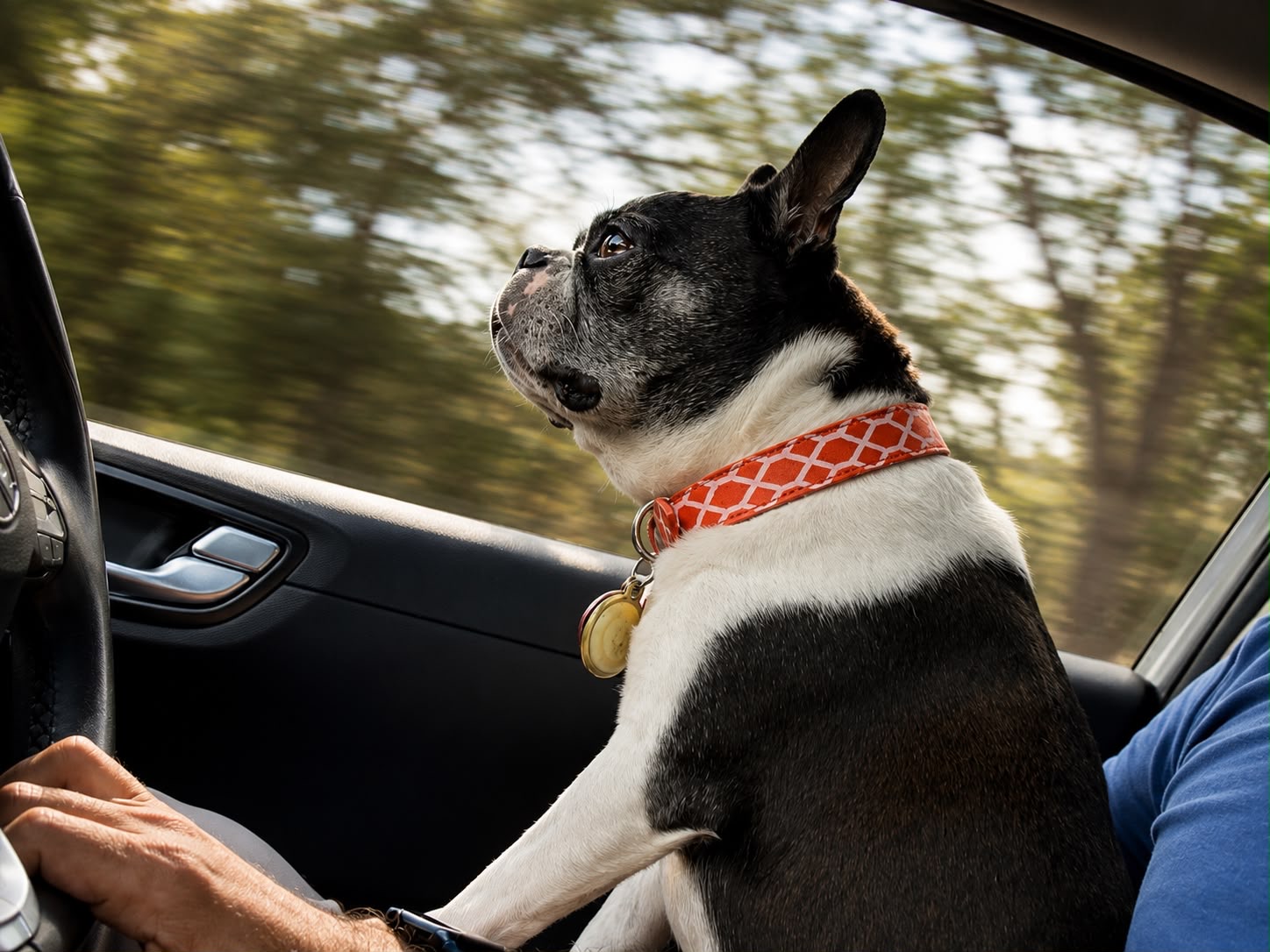 Boston terrier in a red collar sitting in a car's front seat, watching the road