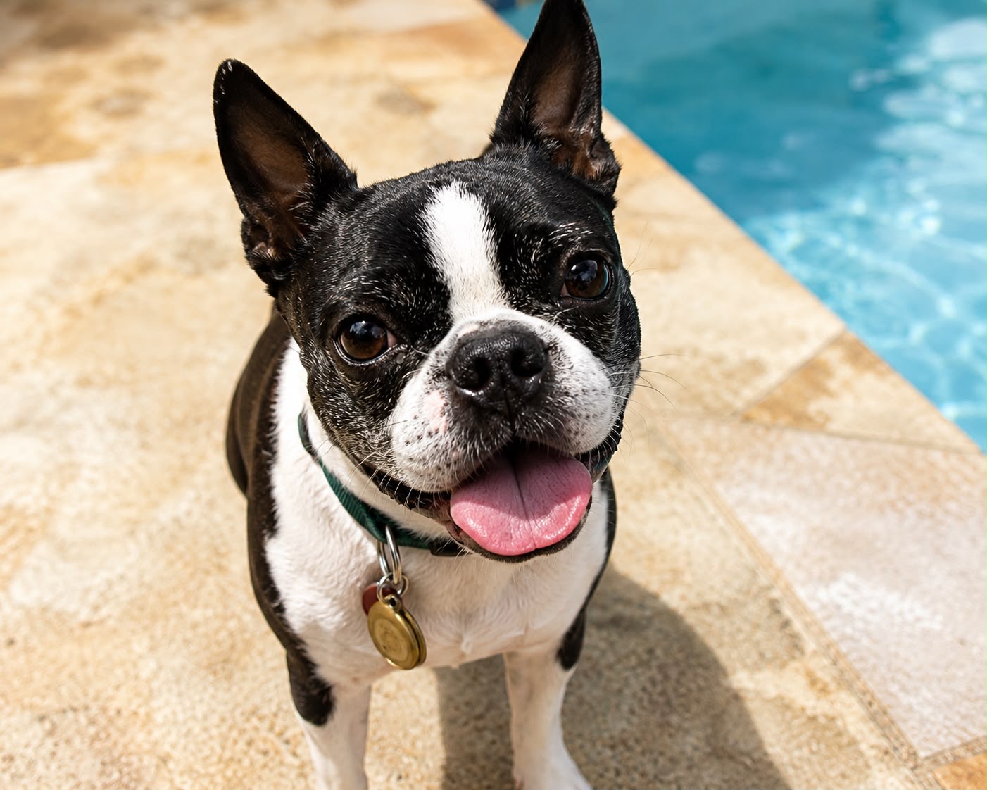 Boston terrier standing beside a swimming pool, tongue out, looking up at the camera